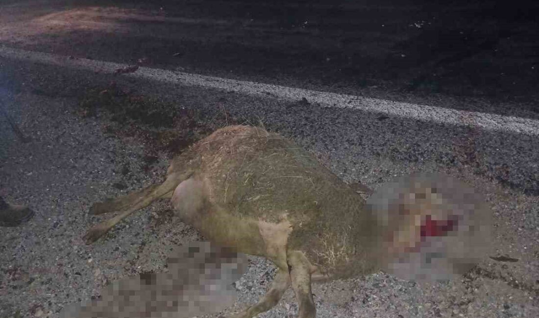 AFYONKARAHİSAR’DA YOLDAN GEÇEN KÜÇÜKBAŞ HAYVAN SÜRÜCÜSÜNÜN İÇİNE DALAN OTOMOBİL 9