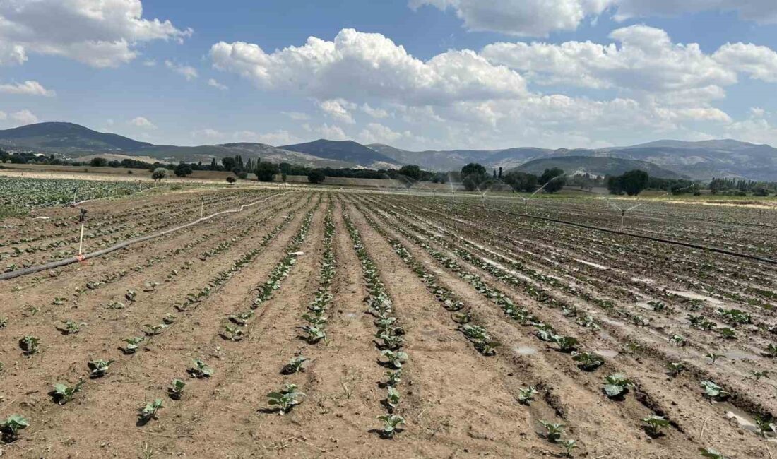 Afyonkarahisar’ın Sinanpaşa ilçesinde ilçe Tarım ve Orman Müdürlüğü tarafından ikinci