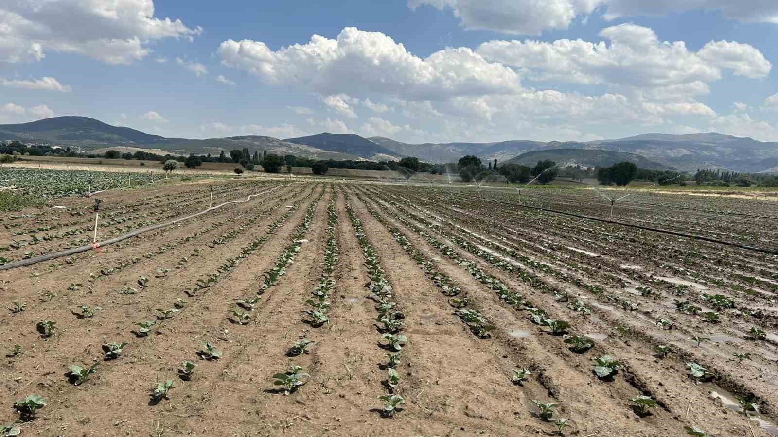 Afyonkarahisar’ın Sinanpaşa ilçesinde ilçe Tarım ve Orman Müdürlüğü tarafından ikinci