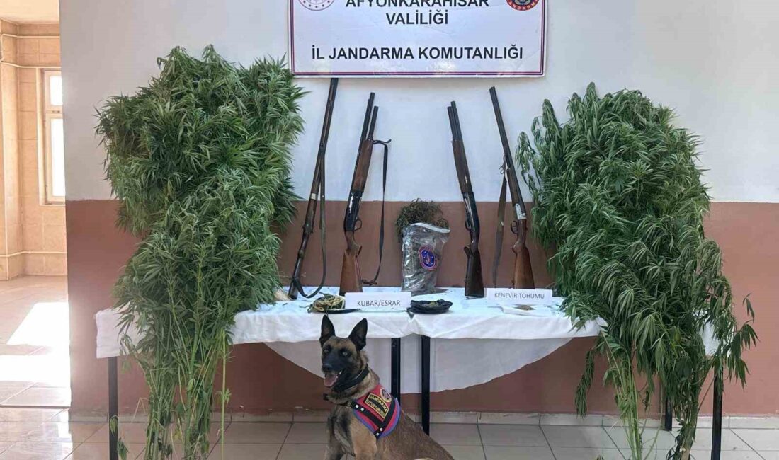 Afyonkarahisar’da jandarma tarafından gerçekleştirilen operasyonda evleri ile arazilerine kenevir ekerek