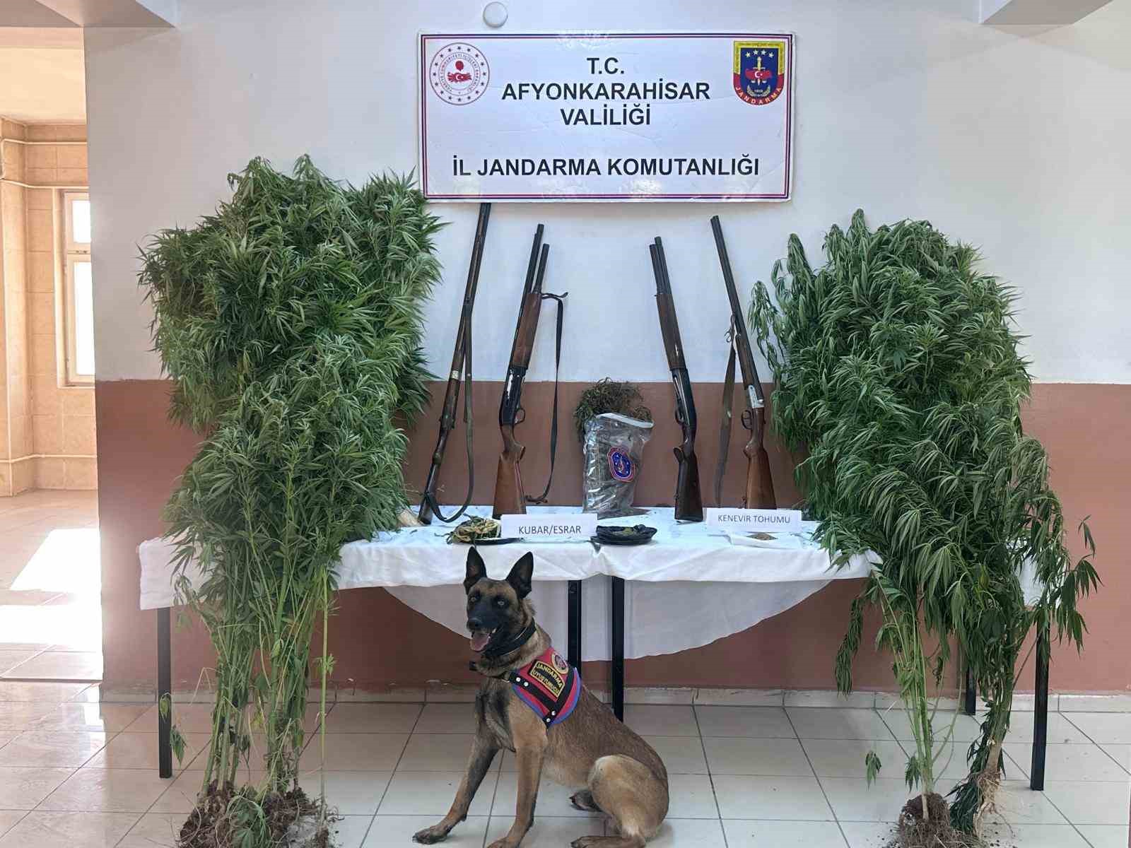 Afyonkarahisar’da jandarma tarafından gerçekleştirilen operasyonda evleri ile arazilerine kenevir ekerek