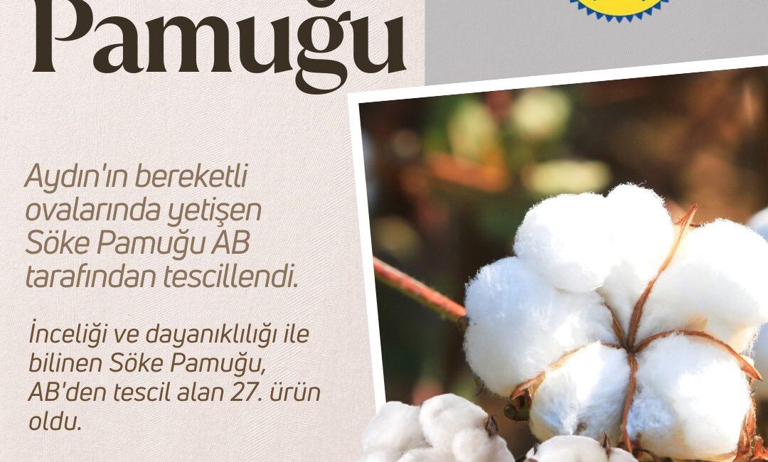 Aydın’ın bereketli topraklarından çıkan ve uluslararası alanda tanınan “Söke Pamuğu”,