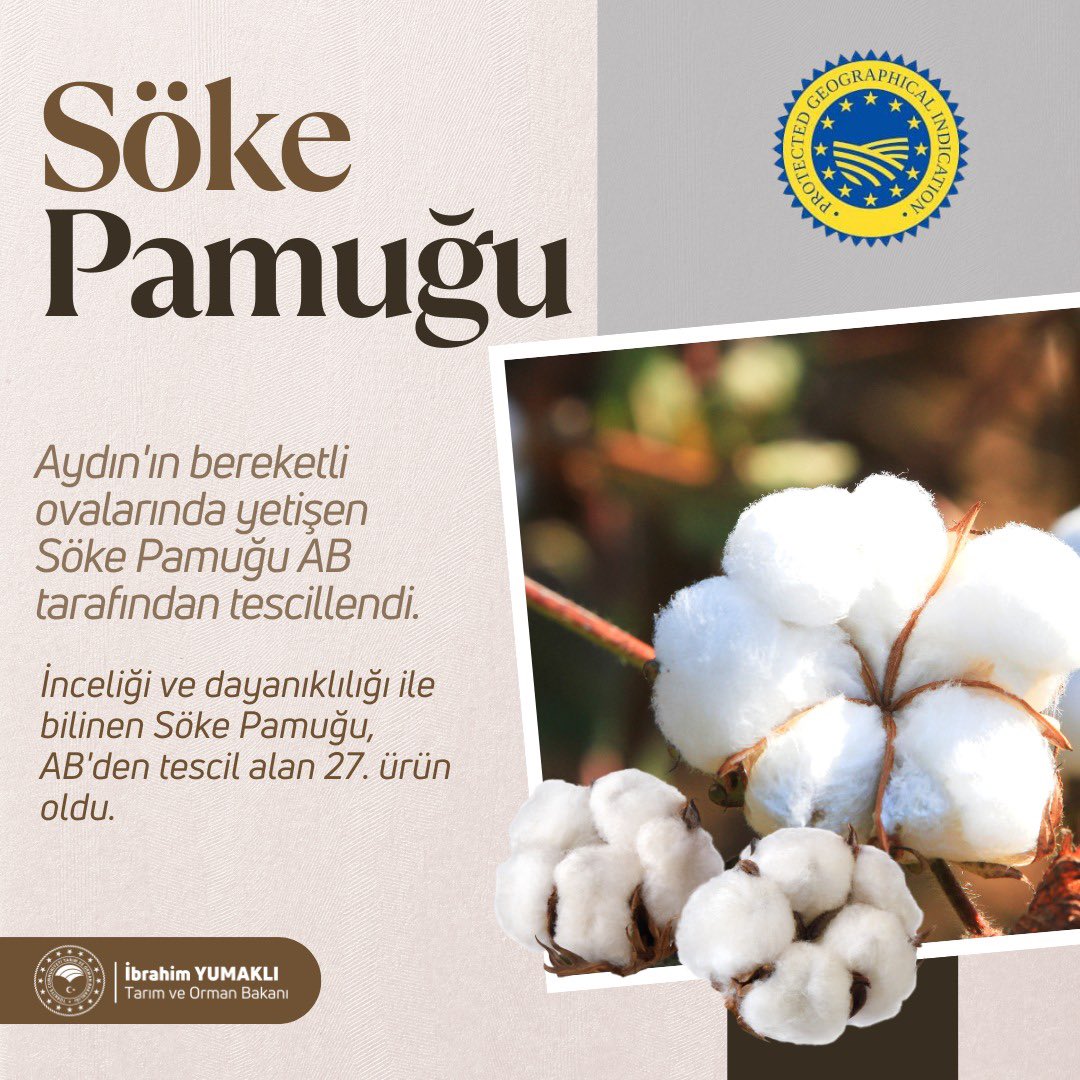 Aydın’ın bereketli topraklarından çıkan ve uluslararası alanda tanınan “Söke Pamuğu”,