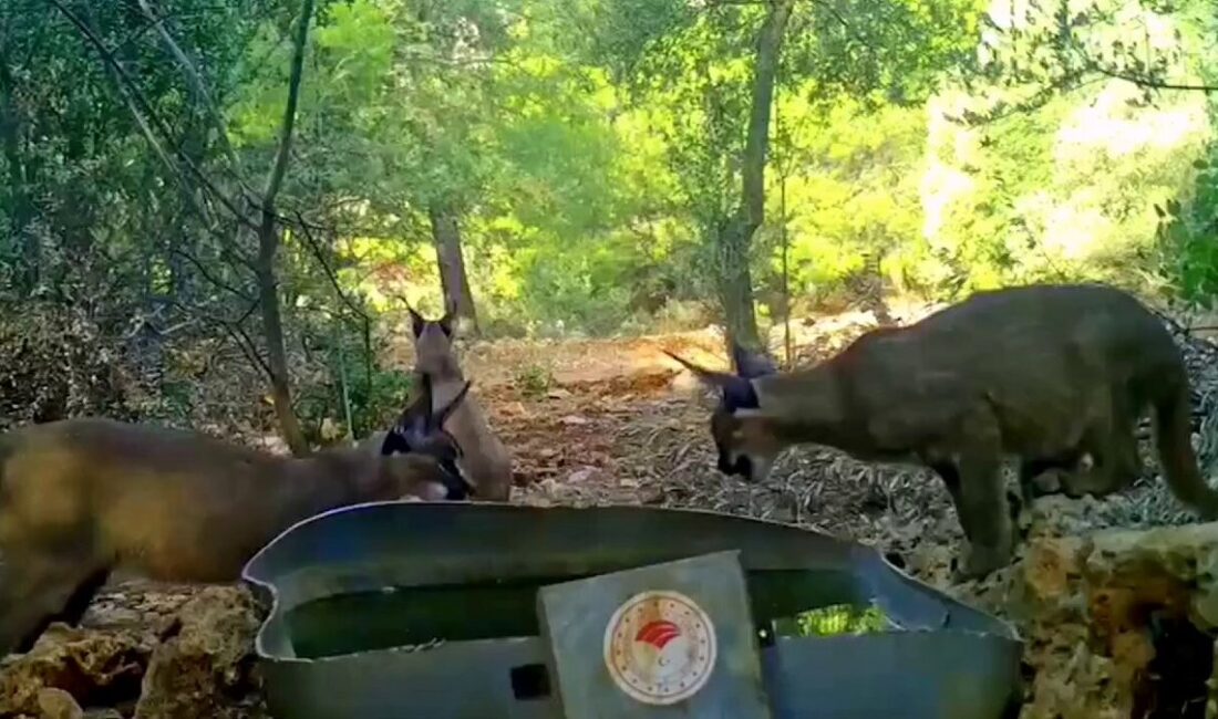 Anadolu’nun nadir türlerinden biri olan karakulaklar, son zamanlarda fotokapana yakalandı.