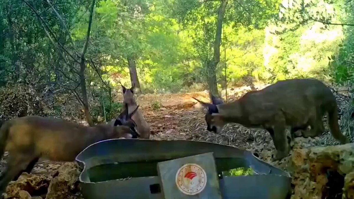Anadolu’nun nadir türlerinden biri olan karakulaklar, son zamanlarda fotokapana yakalandı.