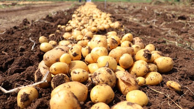 Tarımda yaşanan planlama sorunu bu sezon pek çok üründe üreticiyi