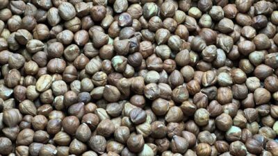 Türkiye, 2023-2024 fındık ihracat sezonunda bu üründen yaklaşık 2 milyar