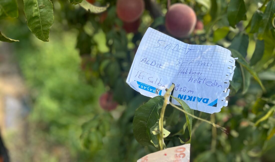 Bursa'nın kırsal mahallelerinden birinin şeftali ve üzüm bahçeleri, dikkat çeken