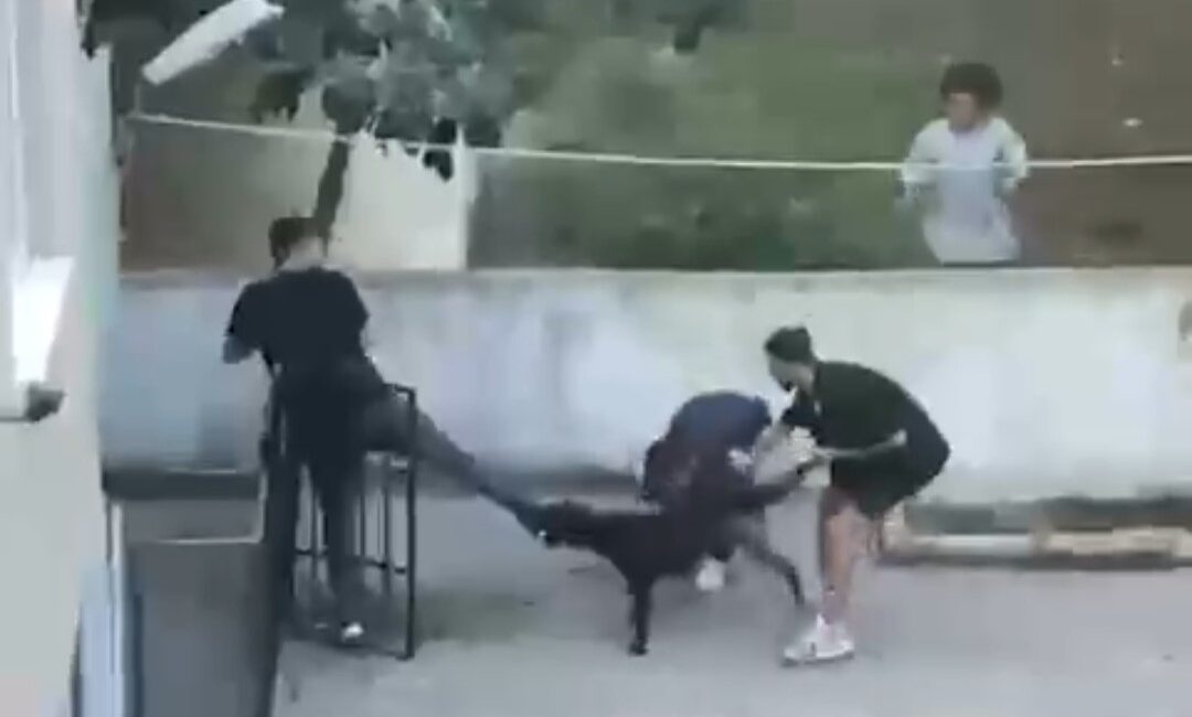 Maltepe’de pitbull dehşeti kamerada Maltepe’de tasmasız dolaşan pitbull cinsi köpeğin bir gence saldırı anı