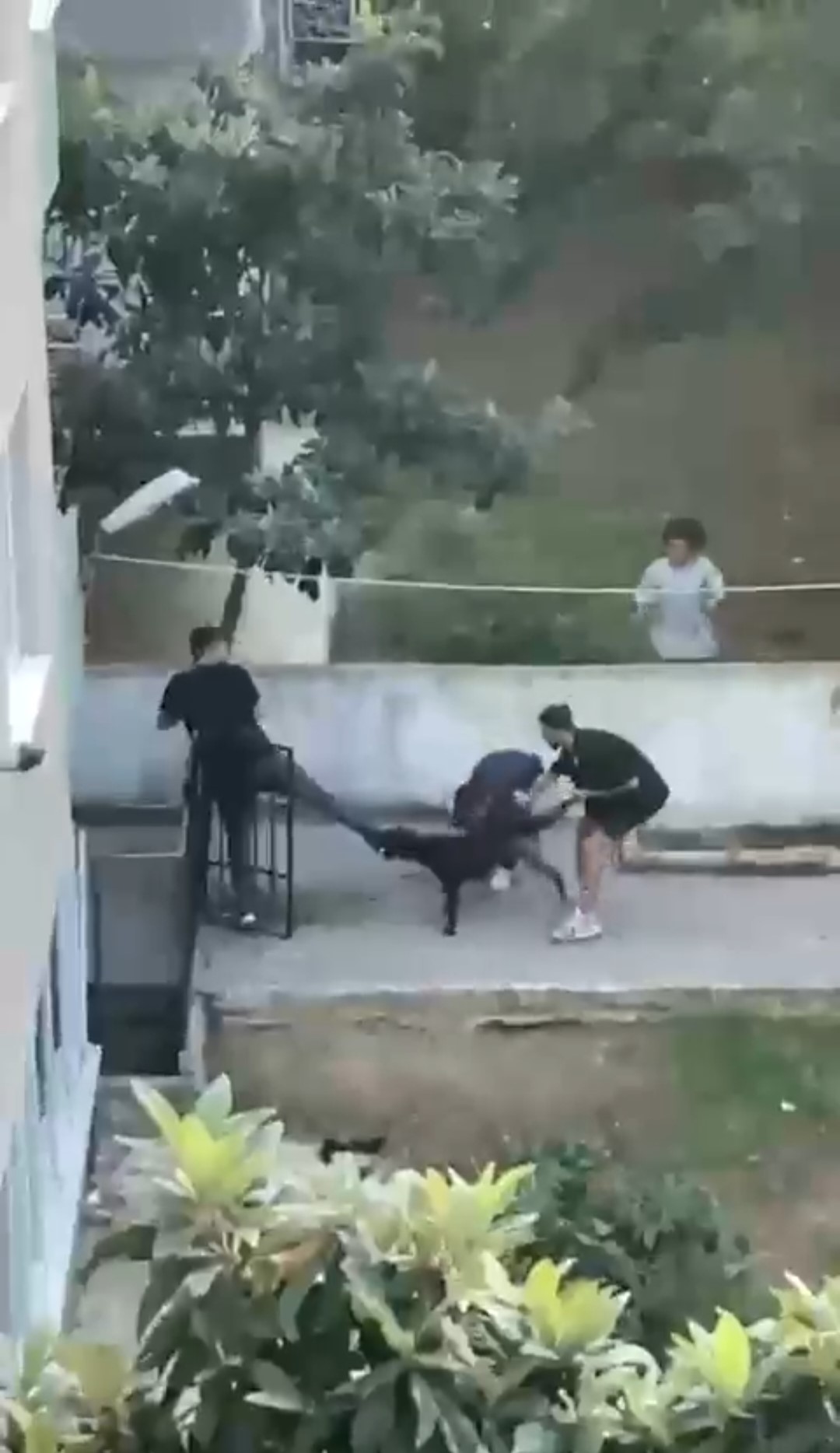 Maltepe’de tasmasız dolaşan pitbull cinsi köpeğin bir gence saldırı anı