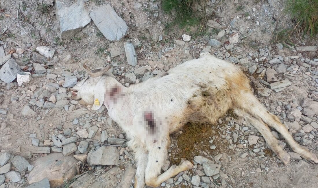  Denizli’de keçi sürüsüne kimliği belirsiz kişi veya kişiler tarafından kurşun