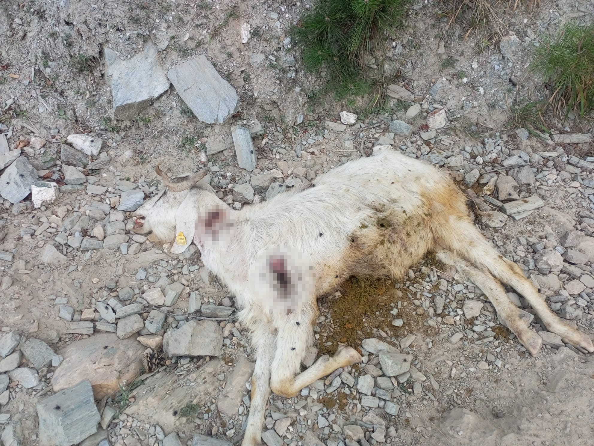  Denizli’de keçi sürüsüne kimliği belirsiz kişi veya kişiler tarafından kurşun