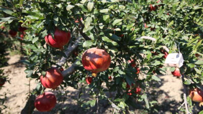 Denizli’de nar yetiştiriciliğinde zararlı böceklerle mücadelede zirai ilaç yerine kullanılan