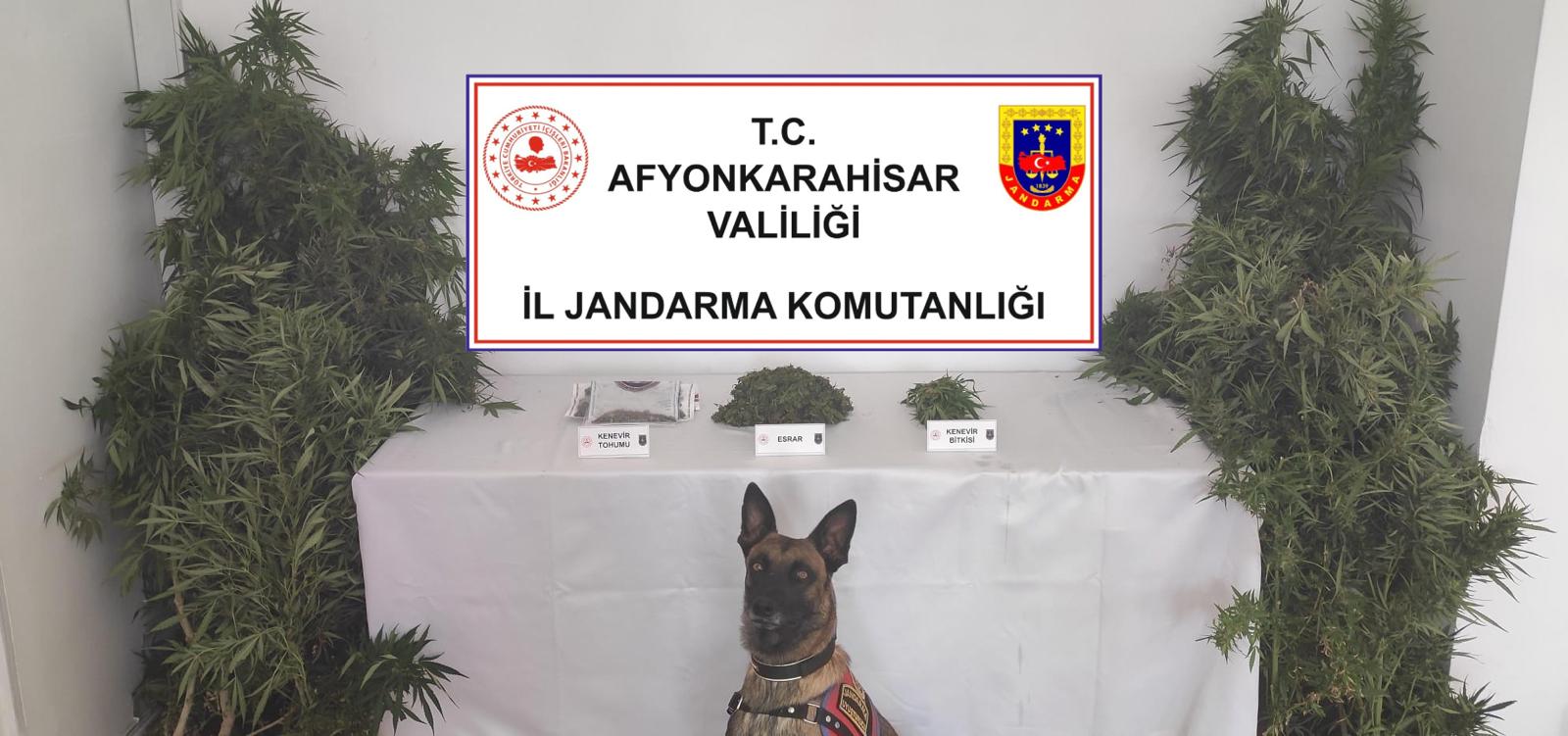 Afyonkarahisar'da Kenevir Operasyonunda Ele Geçirildi: Evinde Uyuşturucu Madde Üretimi Yapan