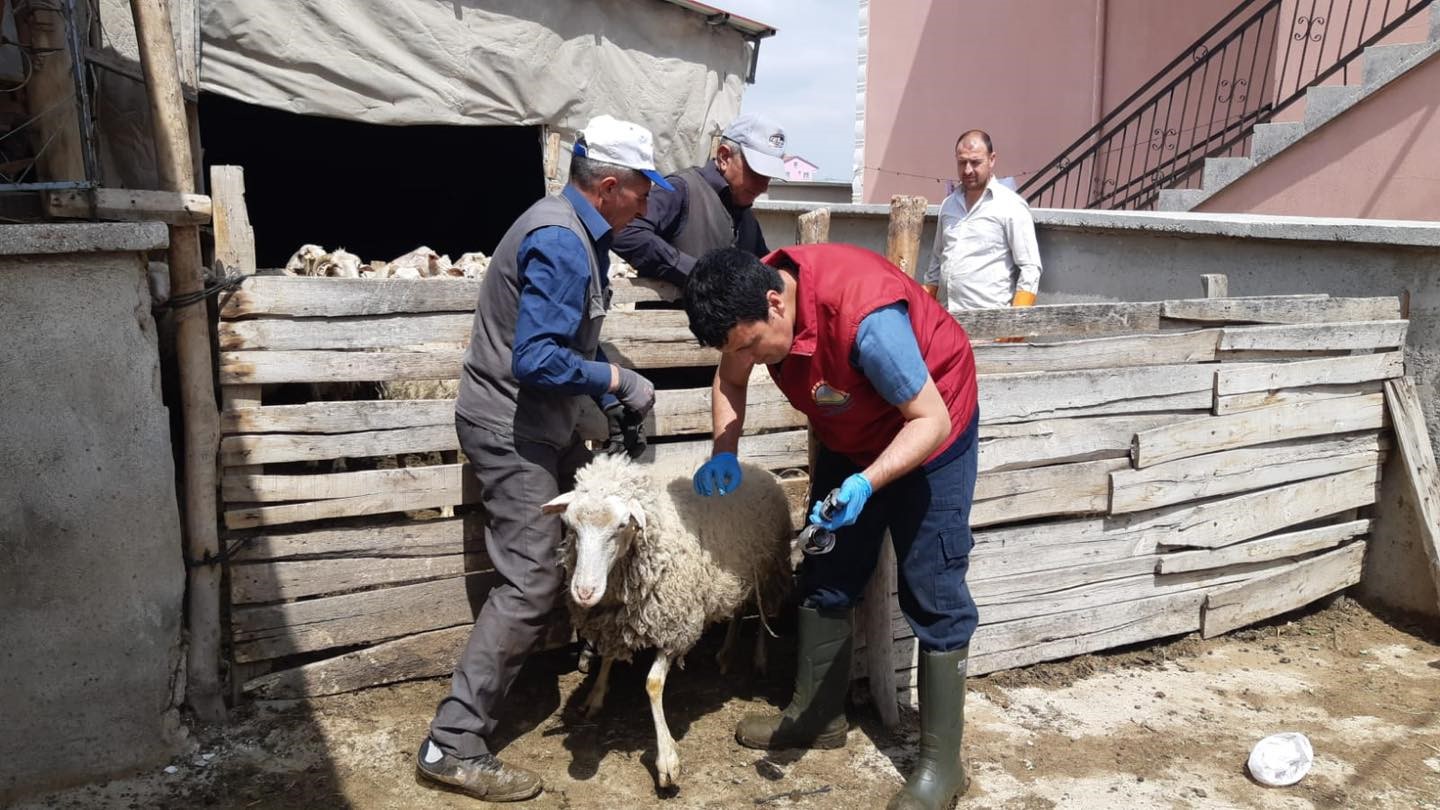 
Tarım ve Orman Bakanlığı'nın merkez ve taşra teşkilatları, hayvan hastalıklarına