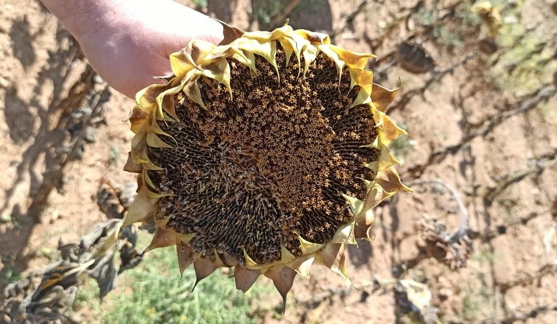 Afyonkarahisar'da Yerli Ayçiçeği Bereketi: Tohum Destekli Hasat Devam Ediyor!
