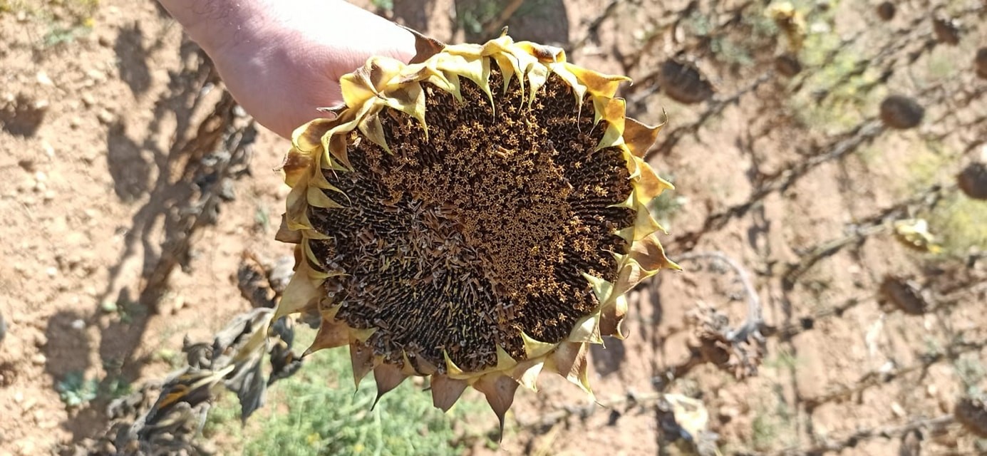 Afyonkarahisar'da Yerli Ayçiçeği Bereketi: Tohum Destekli Hasat Devam Ediyor!
