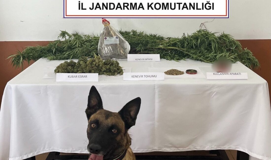 Afyonkarahisar’da evinin balkonunda kenevir yetiştirerek esrar elde eden bir şahıs