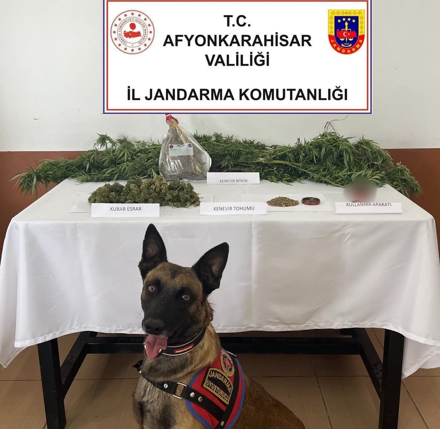 Afyonkarahisar’da evinin balkonunda kenevir yetiştirerek esrar elde eden bir şahıs