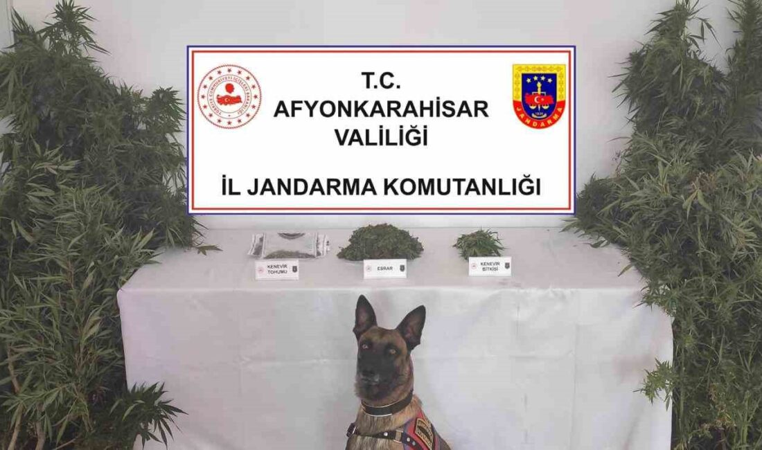 Afyonkarahisar’da evinde kenevir yetiştirdiği bildirilen şahsın ikametine jandarma tarafından yapılan