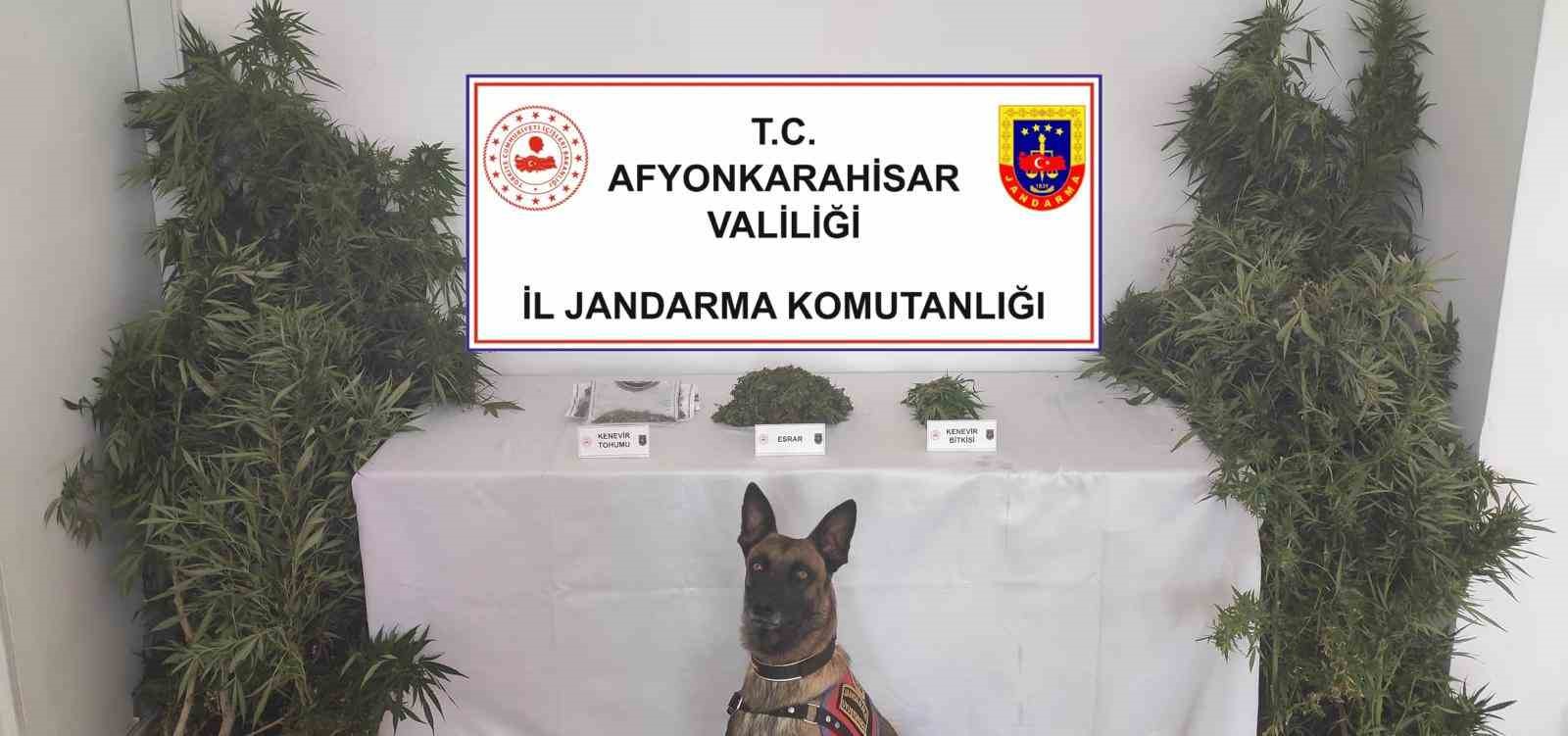 Afyonkarahisar’da evinde kenevir yetiştirdiği bildirilen şahsın ikametine jandarma tarafından yapılan