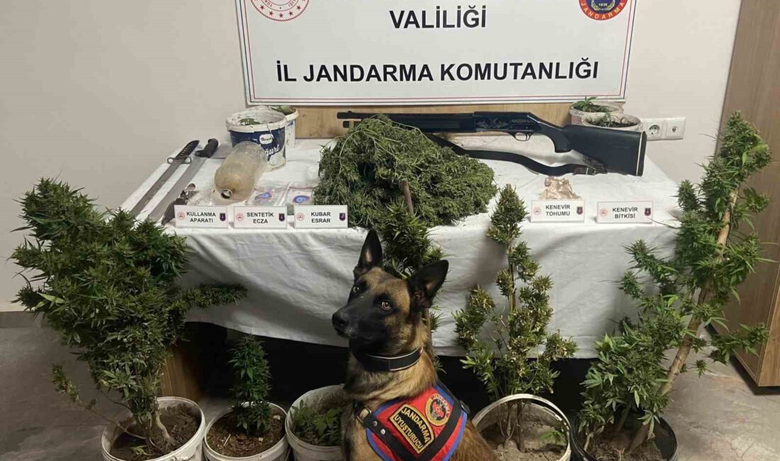 Afyonkarahisar’da jandarma tarafından bir ilçe ve 3 beldede gerçekleştirilen uyuşturucu