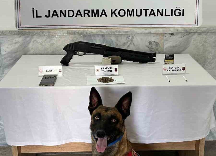 "Afyon'da Jandarmanın Nefesi Uyuşturucu Barındıran İkilinin Ensesinde: Kenevir, Bonzai ve