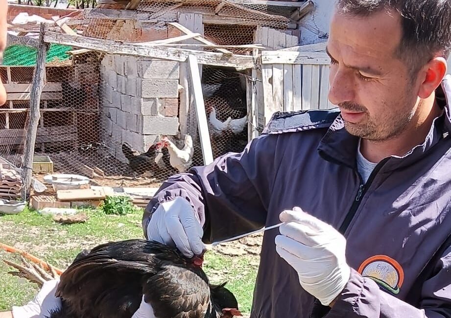Afyonkarahisar'da Yumurta Üretiminde Sağlık Alarmı: Kuş Gribine Karşı Önlemler Artırılıyor
