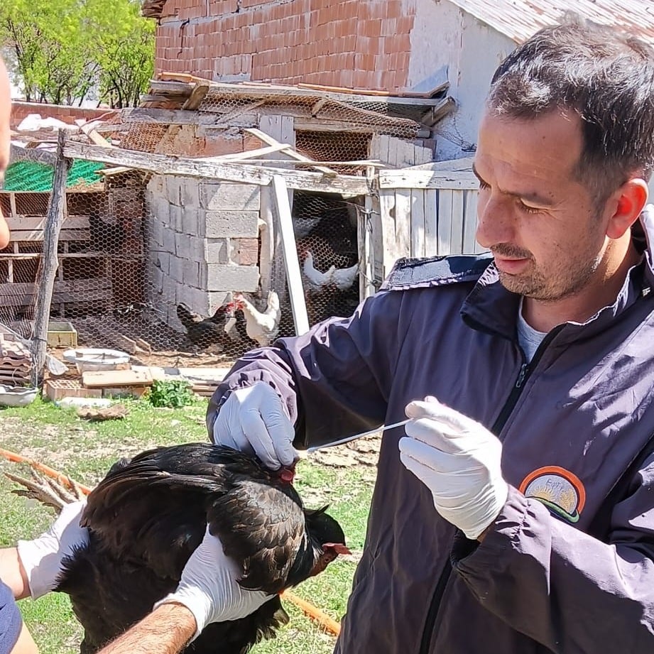 Afyonkarahisar'da Yumurta Üretiminde Sağlık Alarmı: Kuş Gribine Karşı Önlemler Artırılıyor
