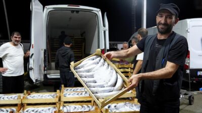 Beylikdüzü Gürpınar Balık Hali’nde, av sezonunun açılmasıyla yaşanan palamut bolluğu,