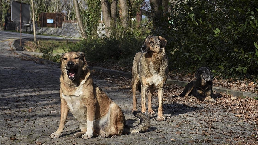 Afyonkarahisar’ın bazı mahallelerinde sokak köpeklerinin başıboş dolaşması, sabahın erken saatlerinde