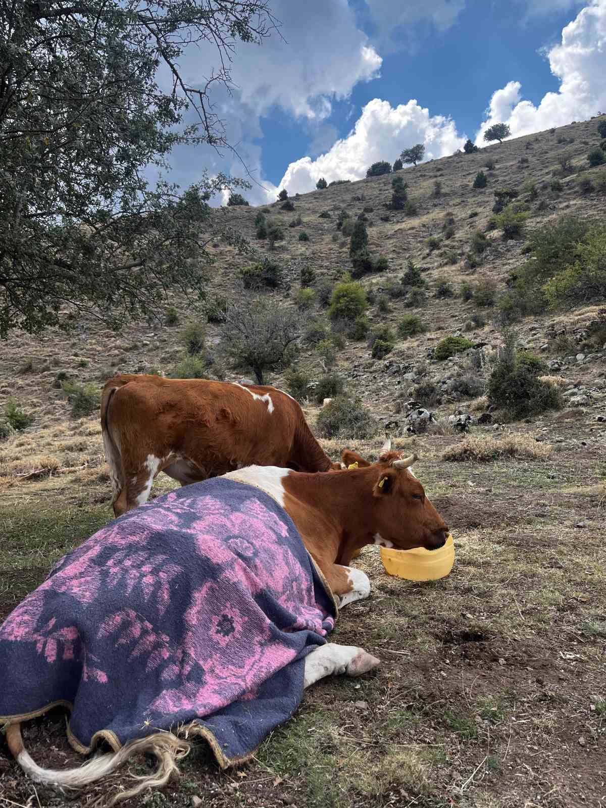 Bayat Yaylası'ndaki Uçurum Drama: Kayıp İnek 15 Metre Aşağıda Bulundu!
