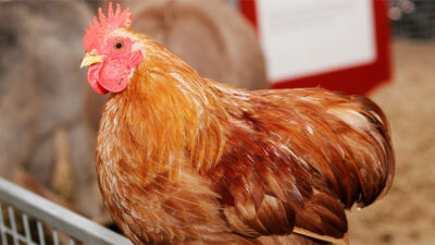 Türkiye genelinde tavuk eti üretimi, Ağustos’ta geçen yılın aynı ayına