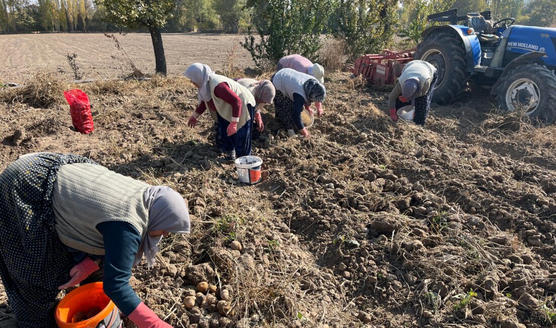 Afyonkarahisar’da ilk kez ekimi yapılan mor patatesin hasadı yapıldı. Afyonkarahisar