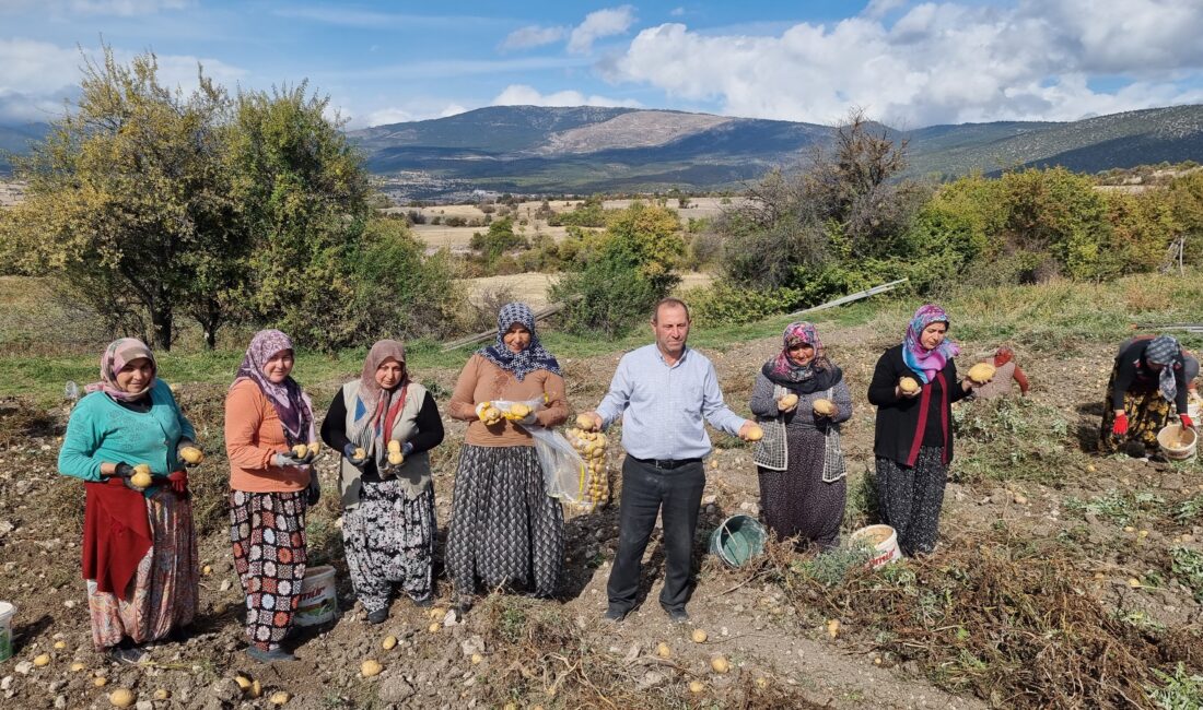 Kütahya’nın Domaniç ilçesi Muratlı köyünde çiftçiler, arpa ve buğday yerine