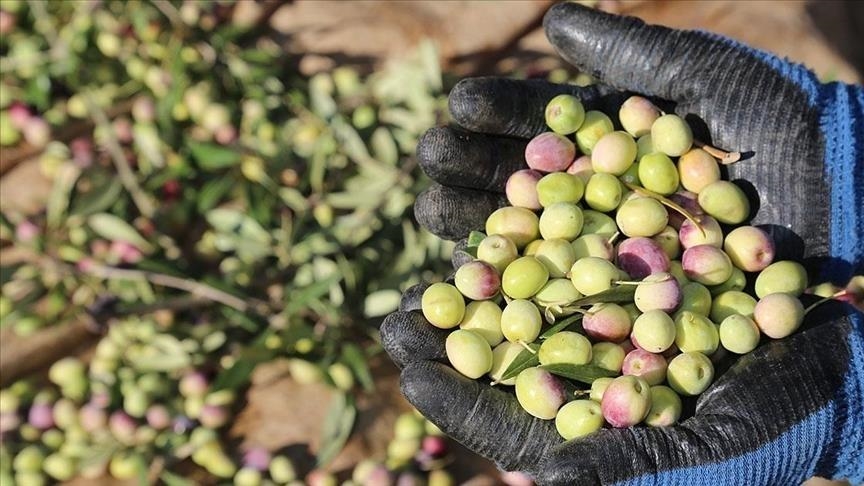Marmara Zeytin Tarım Satış Kooperatifleri Birliği (Marmarabirlik), 2024-2025 iş yılı