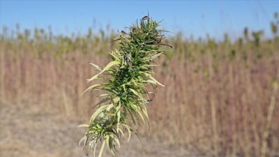 Türkiye’de ilaç etkin maddesi üretimi amaçlı kenevir yetiştiriciliği kapsamında ülke