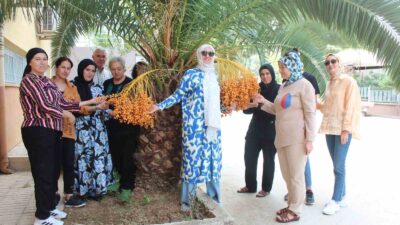 Manisa’nın Alaşehir ilçesindeki Halk Eğitim Merkezi Müdürlüğü bahçesinde yetişen hurma