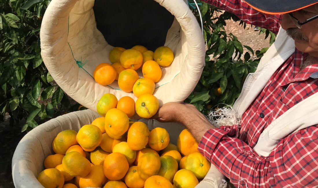 Sonbaharın habercisi, grip ve soğuk algınlıklarının doğal şifa deposu satsuma