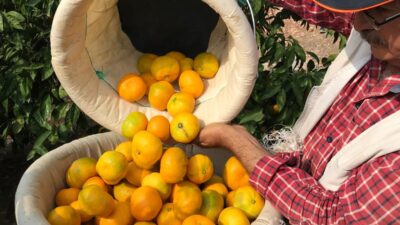 Sonbaharın habercisi, grip ve soğuk algınlıklarının doğal şifa deposu satsuma