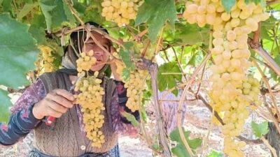 Manisa’nın dünyaca ünlü Sultani çekirdeksiz üzümünün yetiştirildiği Sarıgöl’de üzümler bağlarda