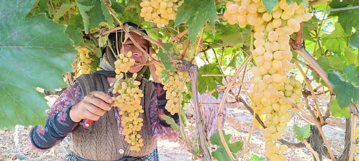 Manisa’nın dünyaca ünlü Sultani çekirdeksiz üzümünün yetiştirildiği Sarıgöl’de üzümler bağlarda