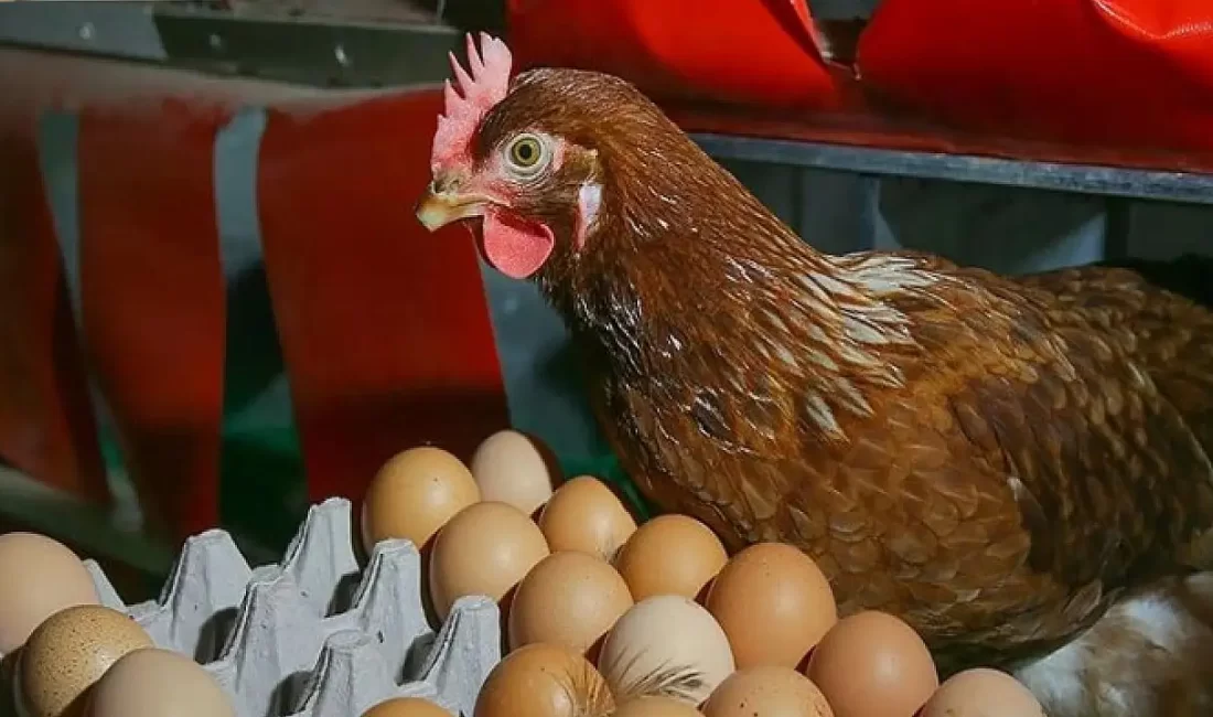 Ağustos ayında bir önceki yılın aynı ayına göre, tavuk yumurtası
