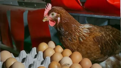 Ağustos ayında bir önceki yılın aynı ayına göre, tavuk yumurtası