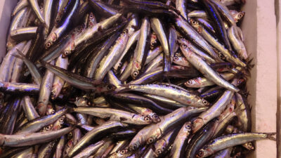 Yeni balık av sezonu ile birlikte hamsi ihracatı da başlarken,