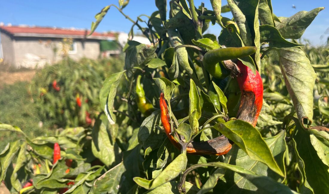 Eskişehir'de bazı çiftçiler plansız üretim ve maliyetlerden dolayı ürünlerini hasat