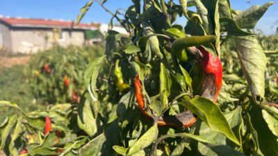 Eskişehir'de bazı çiftçiler plansız üretim ve maliyetlerden dolayı ürünlerini hasat