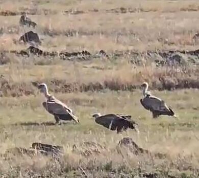 Uluslararası Doğa Koruma Birliği (IUCN) Tehdit Altındaki Türlerin Kırmızı Listesi