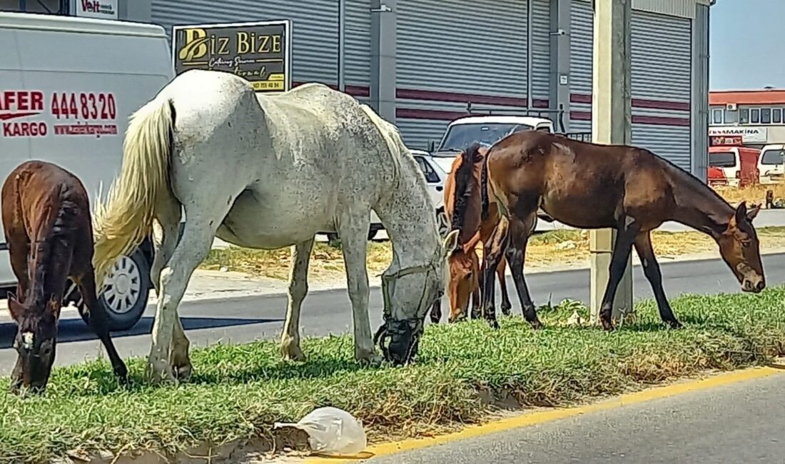  Aydın'ın Efeler ilçesinde karayollarında başıboş bir şekilde dolaşan atlar, yol