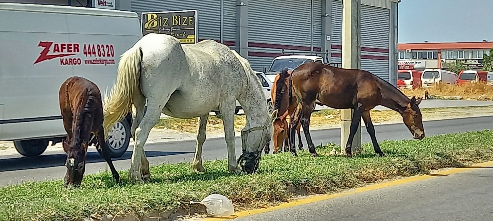  Aydın'ın Efeler ilçesinde karayollarında başıboş bir şekilde dolaşan atlar, yol